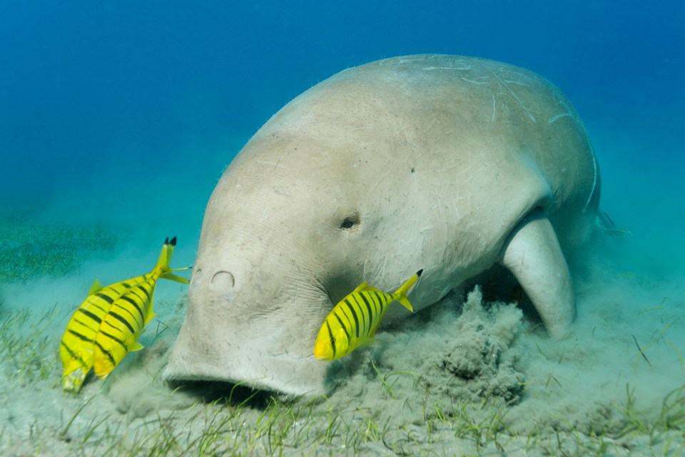 if you're lucky, you might spot a dugong, part of the manatee family