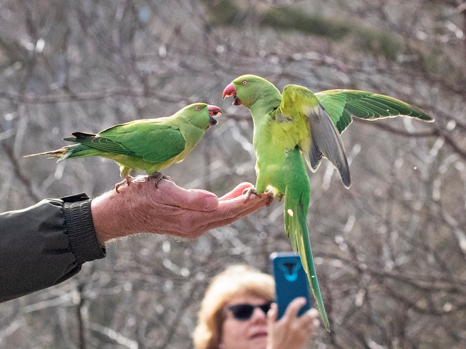 People also go to the park to visit the ring-necked parakeets