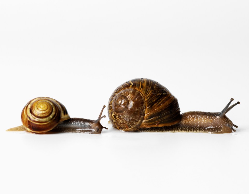 Snail mucus skincare products have been popular in Korea for many years