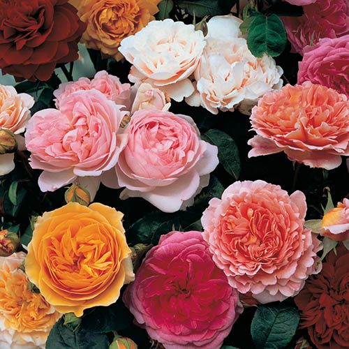 YouGarden's Classic Rose Collection