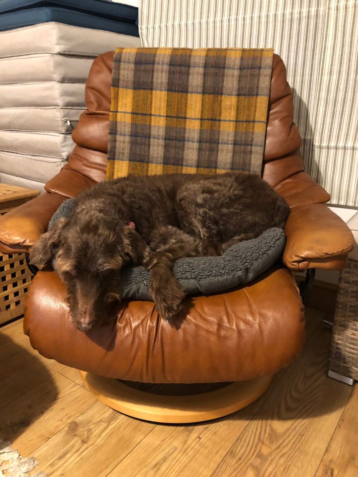 He still has the chair which is often used by one of his pet dogs Maisy