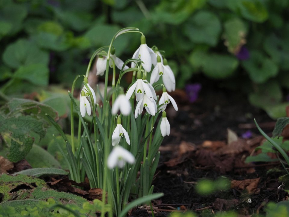 Divide your snowdrops for a bigger display next year