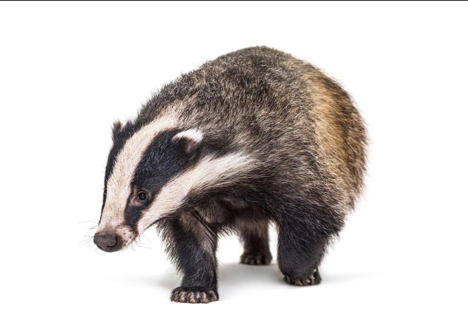 2G4KCDK European badger walking towards the camera, six months old, isolated