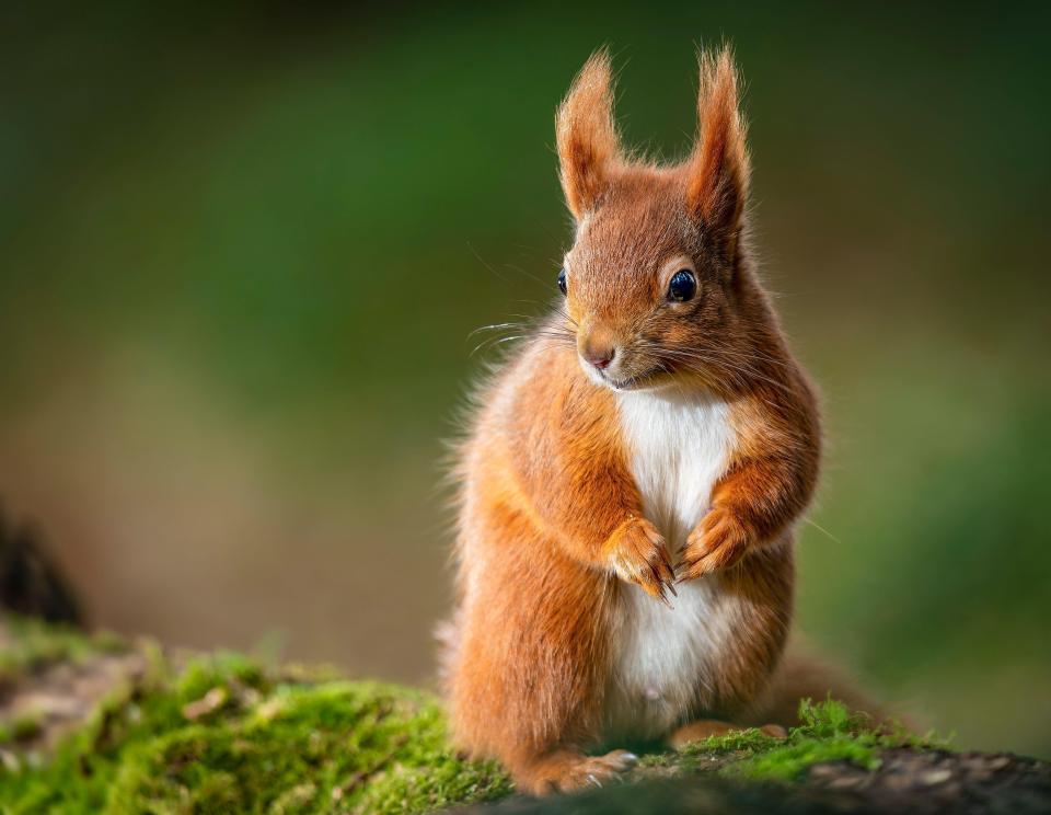 Squirrels hate the scent of daffodils so get some in your outside space to deter them