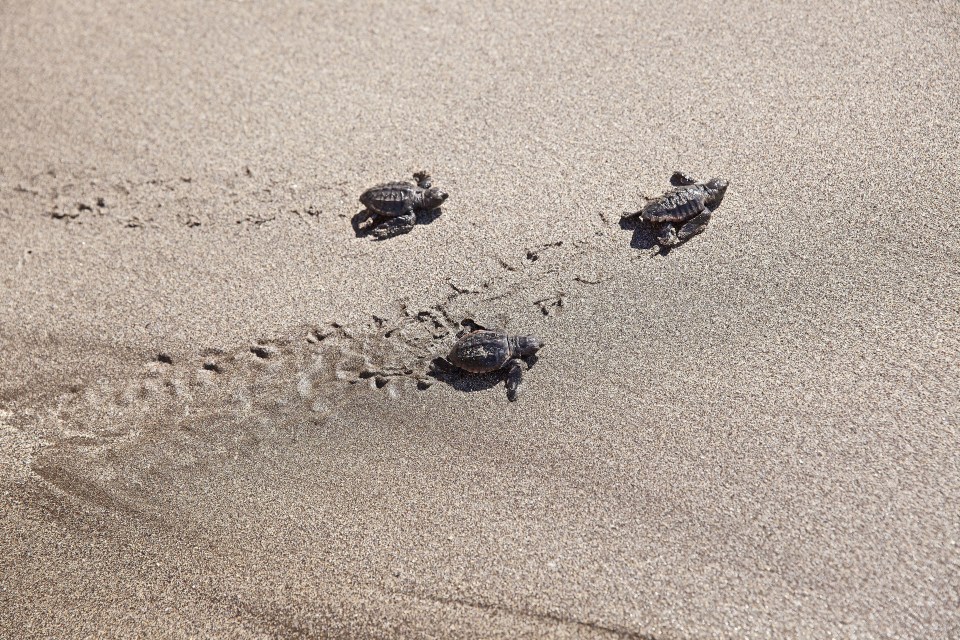 August is the best month to see Cape Verde’s turtles