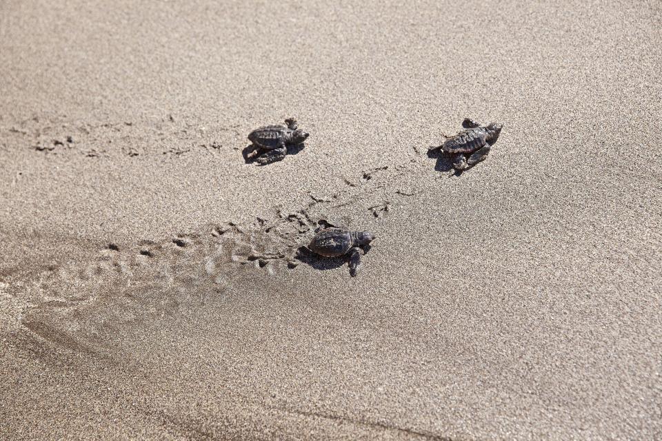 August is the best month to see Cape Verde's turtles