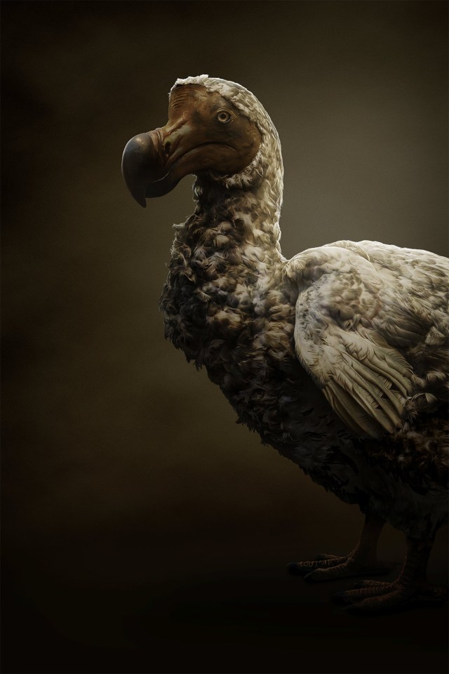 The dodo was hunted to extinction on its native island of Mauritius 350 years ago