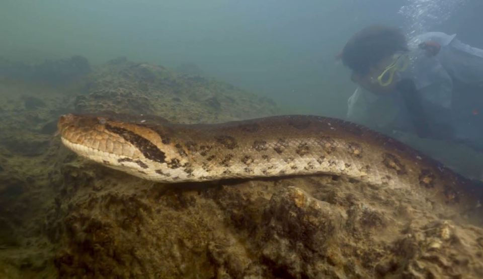 Its enormous body slithered along the riverbed as he followed behind