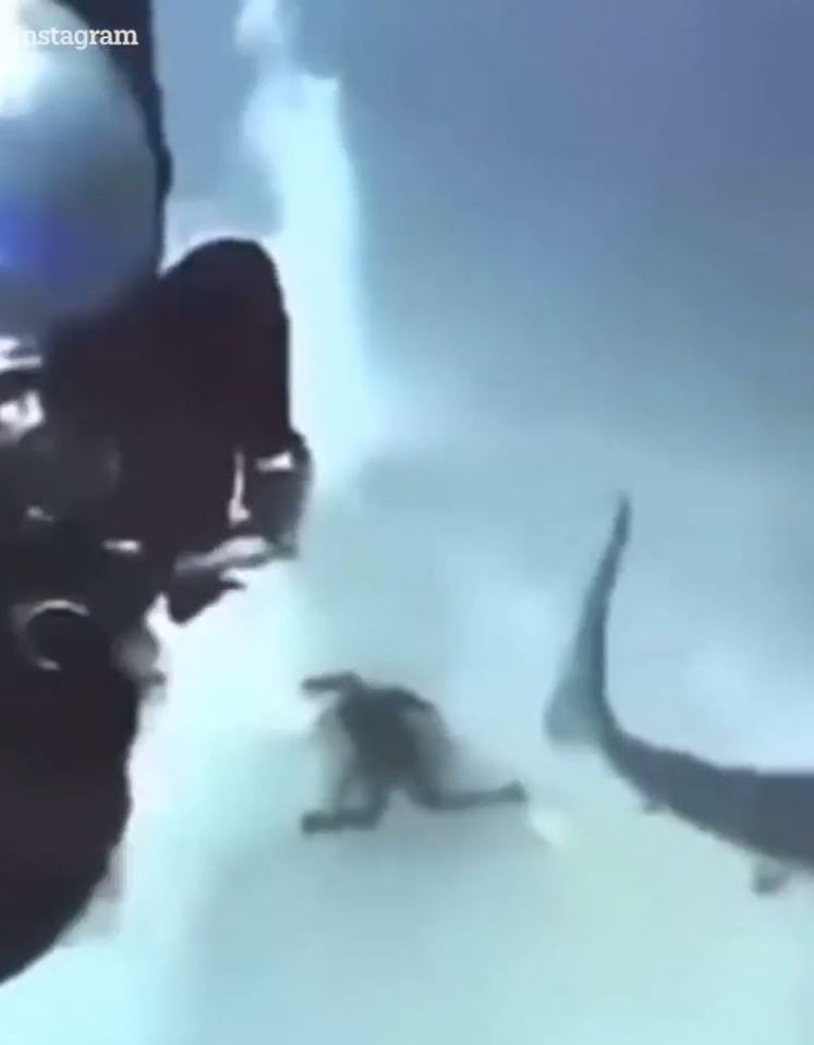 The group of divers are left terrified after the shark attack