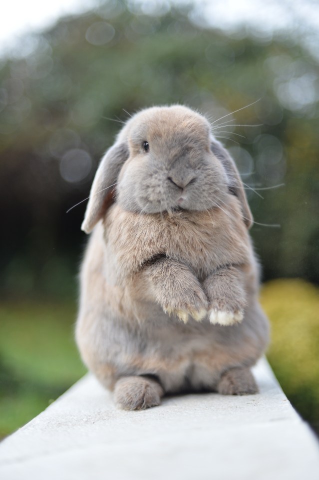 Rabbits are susceptible to health issues