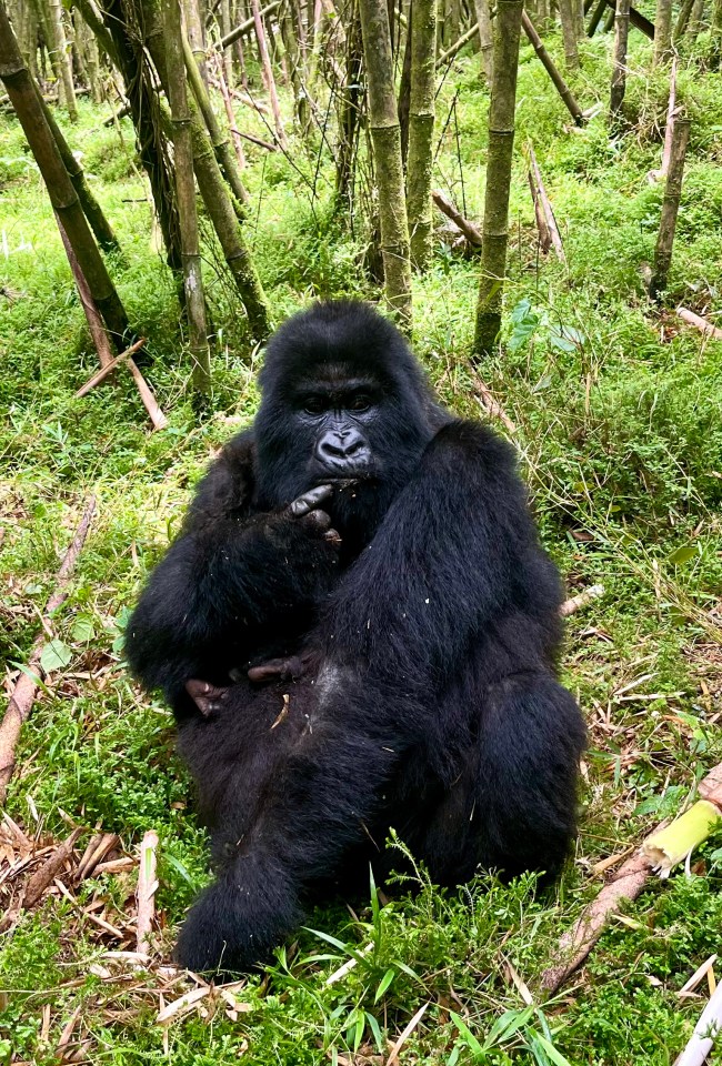 Lisa got the chance to see a silverback gorilla