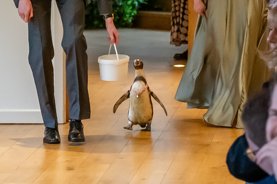 He was lured in to the ceremony by a bucket of fish