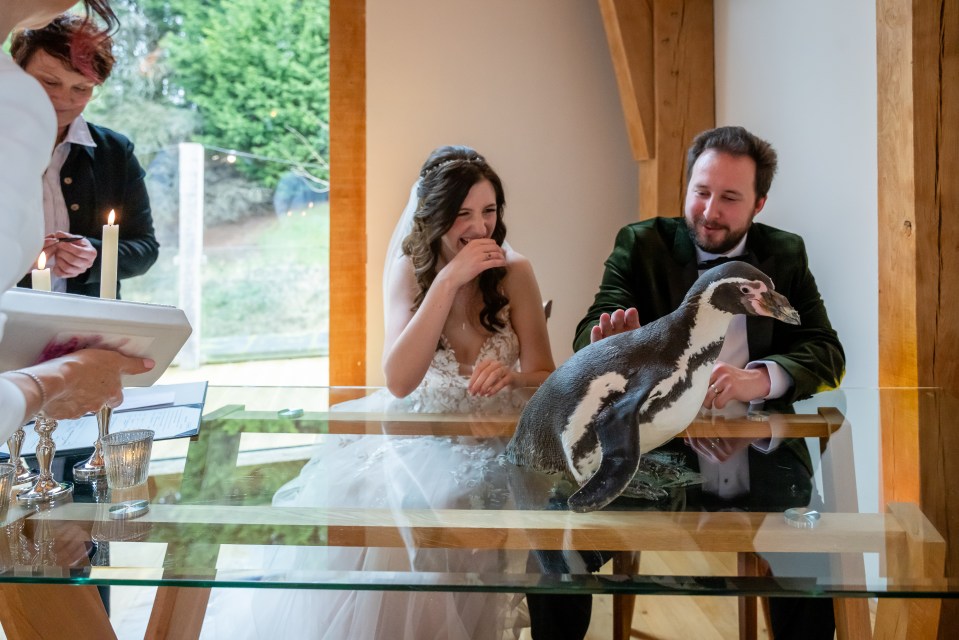 Tom and Jen booked Pringle from Heythrop Zoological Garden