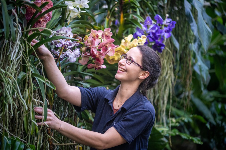 Solène preparing the Kew Orchid festival