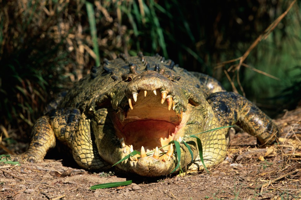 It's claimed that roughly 100 crocodiles massacred 500 Japanese soldiers on Ramtree Island in 1945