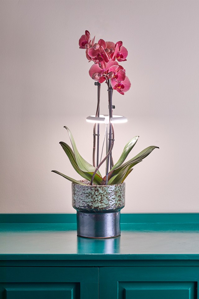 These beautiful growlights from Dobbies will be available from March