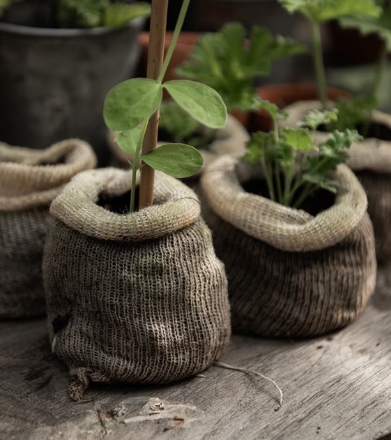 These clever wool pots deter slugs as they wont go over the wool