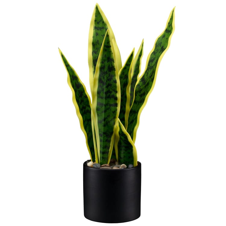 B&M is selling a £8 Snake Plant which can help with mould