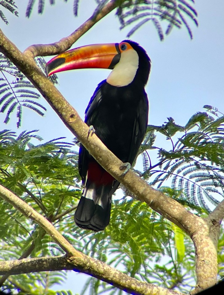 Lisa spotted this toucan