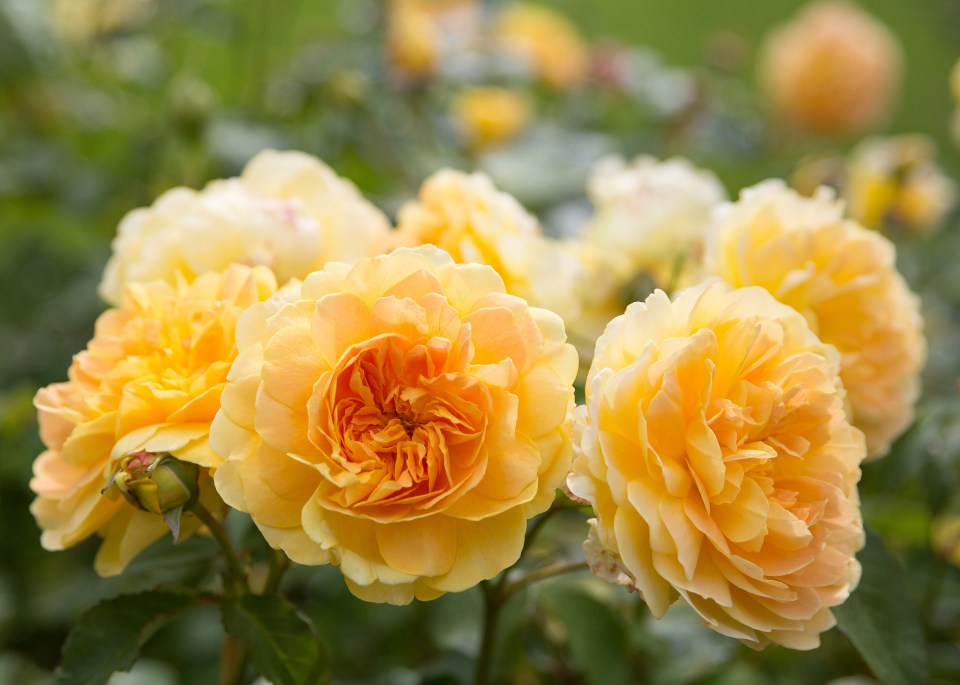 David Austin has a free online rose growing