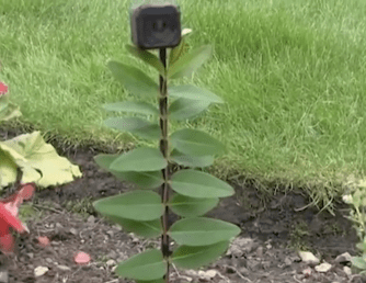 He hid the camera in a fake plant to 'expose' Eve Hibbert