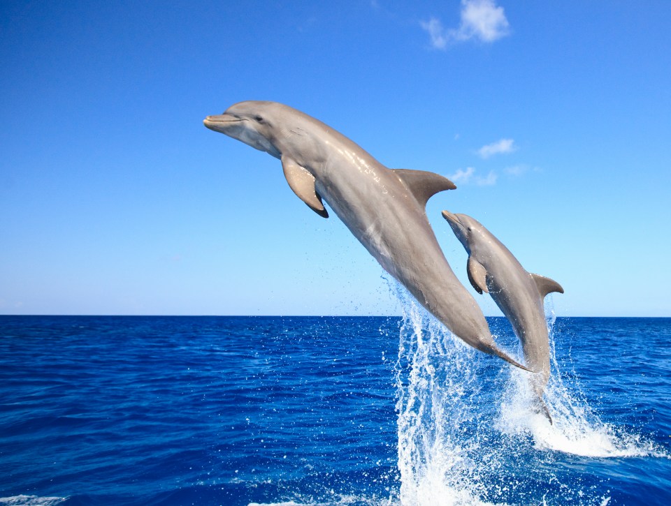 Dolphins give themselves names, according to zoologists