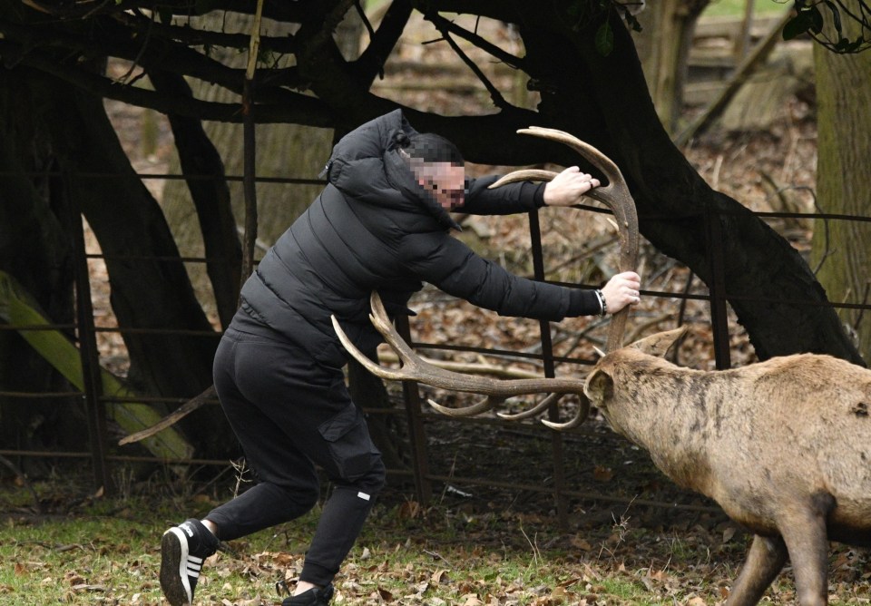 He was little match for the animal that used its force to ram him to the ground