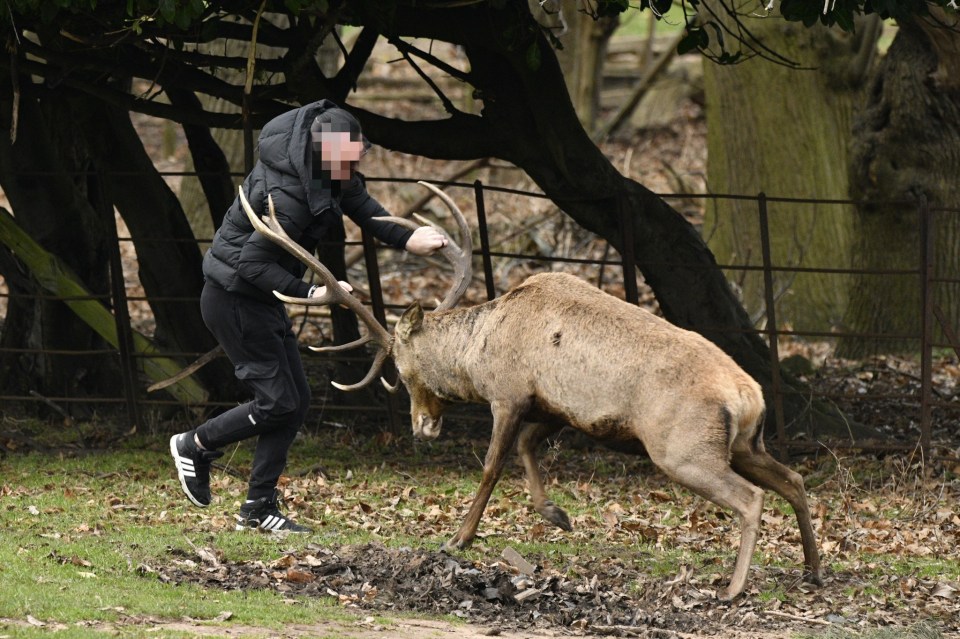 The moment the man tried repel the attack by grabbing the stag's antlers