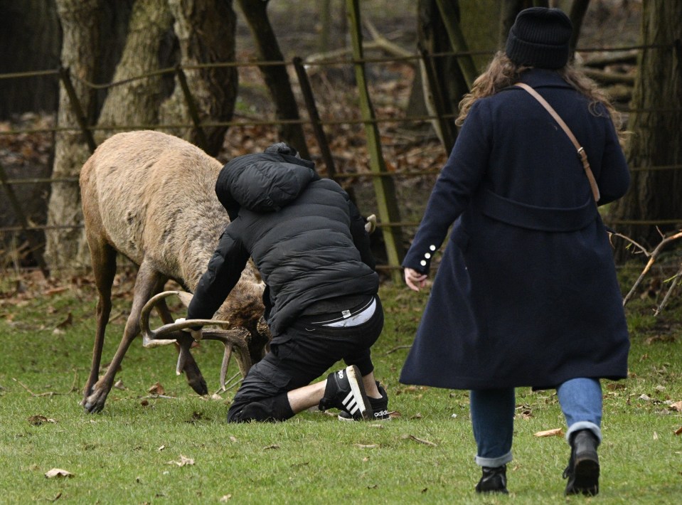 The man wrestled with the deer before it rammed him to the ground