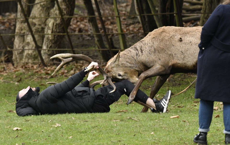 The deer shoved its antlers into the man's thighs