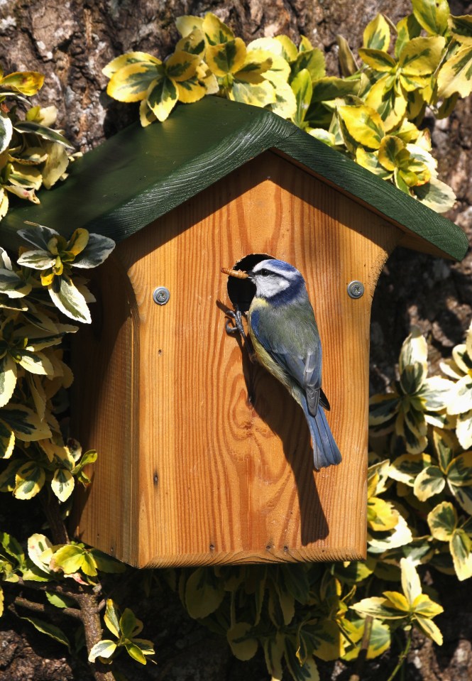 Create a happy home for your birds, and in return they'll eat all your slugs and snails