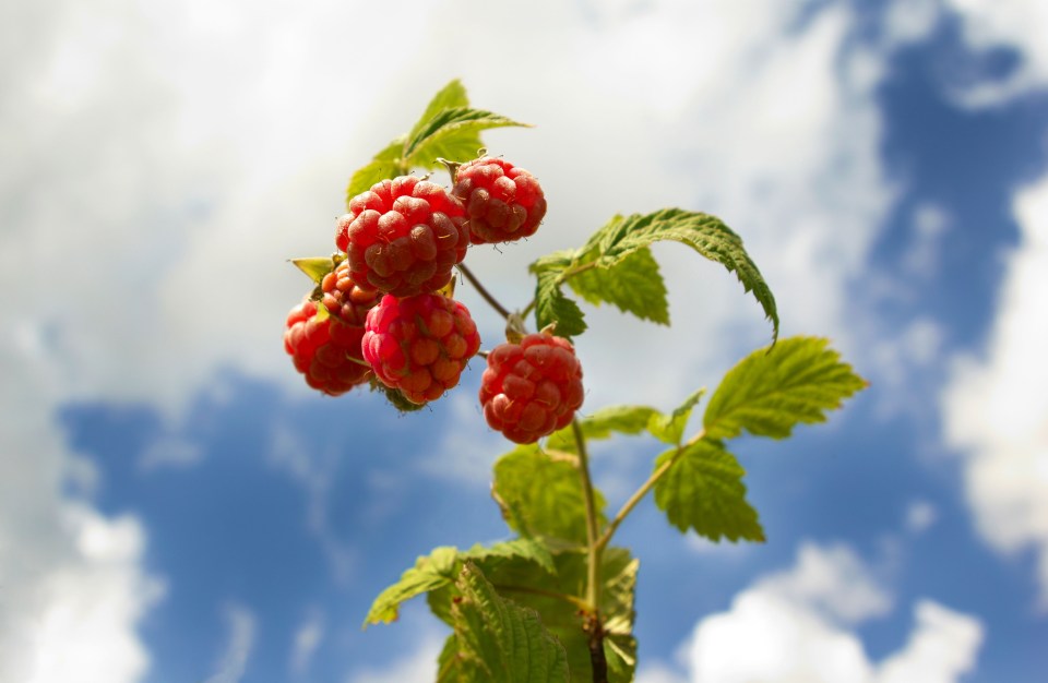 Get those juices flowing with some cheap raspberry canes.