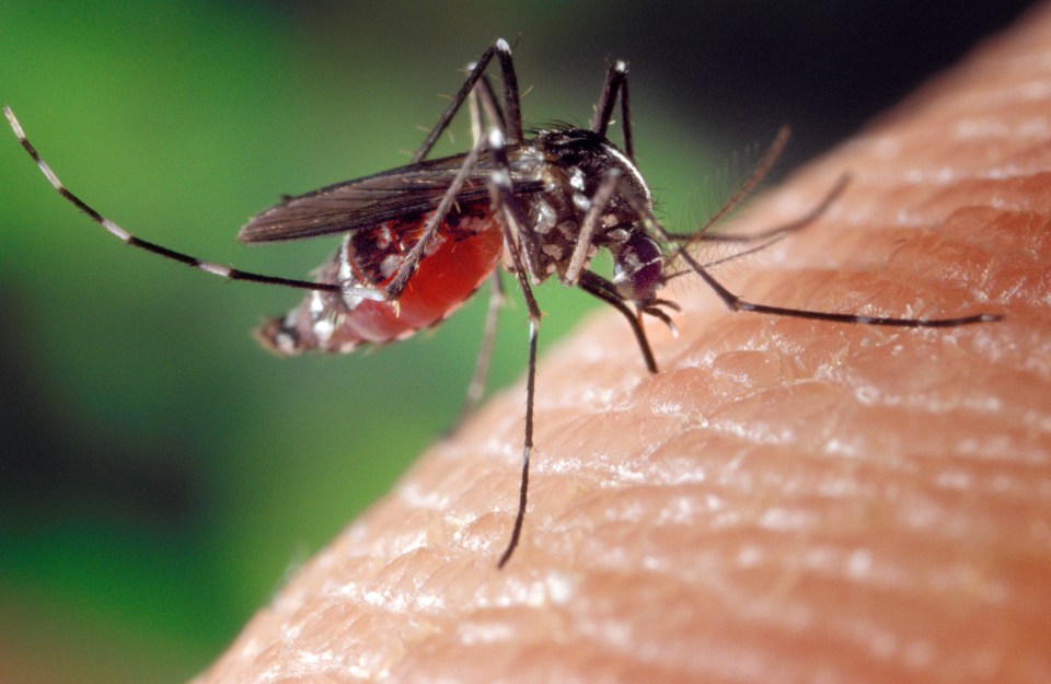 The mosquito-borne disease is becoming more apparent in Europe