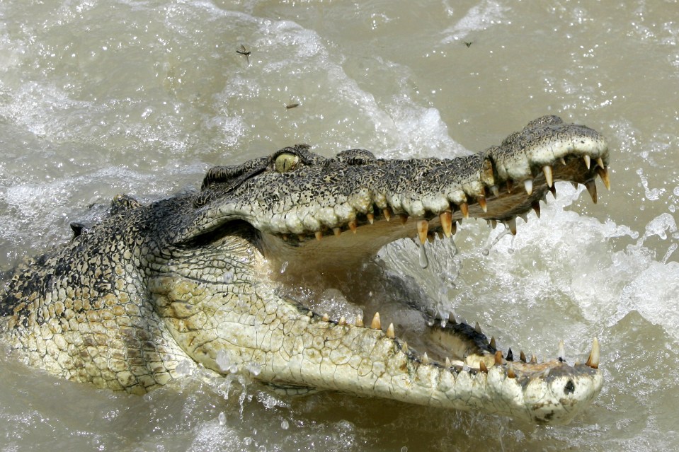 It's believed saltwater crocodiles frequented the waters at the time of the attack