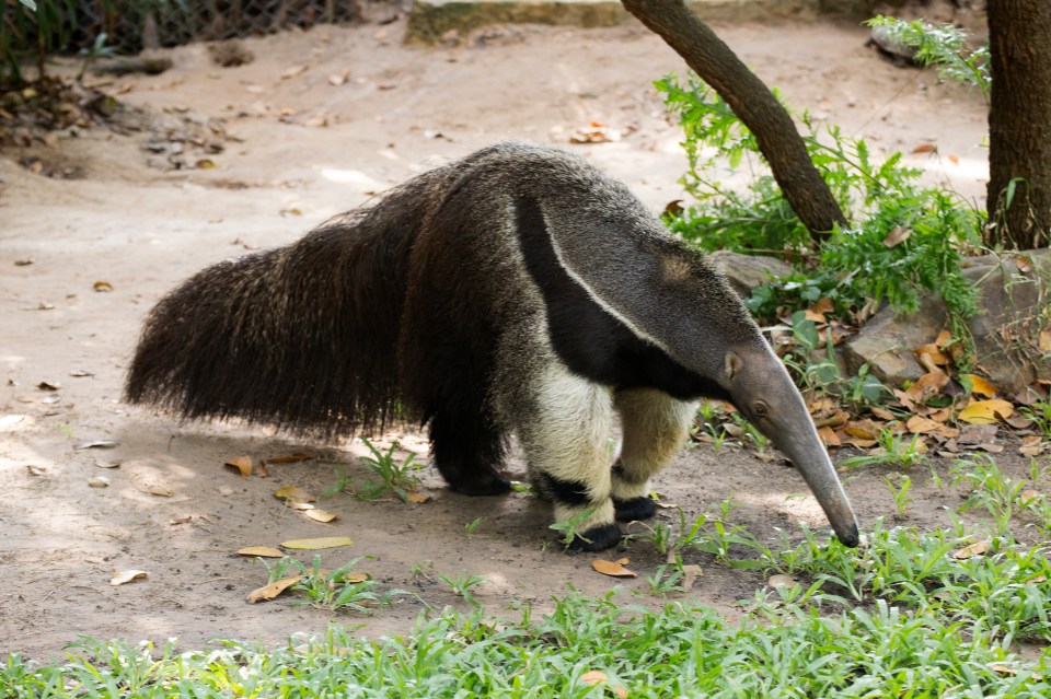 The vast savannah and wetlands surrounding Karanambu are home to lumbering, bushy-tailed giant anteaters