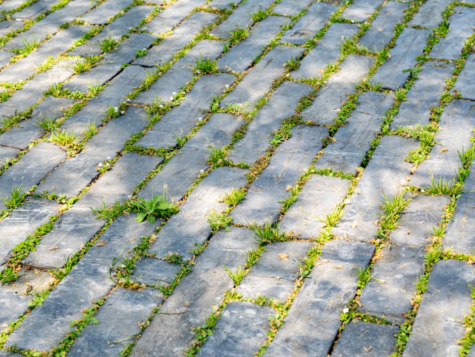 Laundry detergent is an effective way to get rid of moss between paving slabs