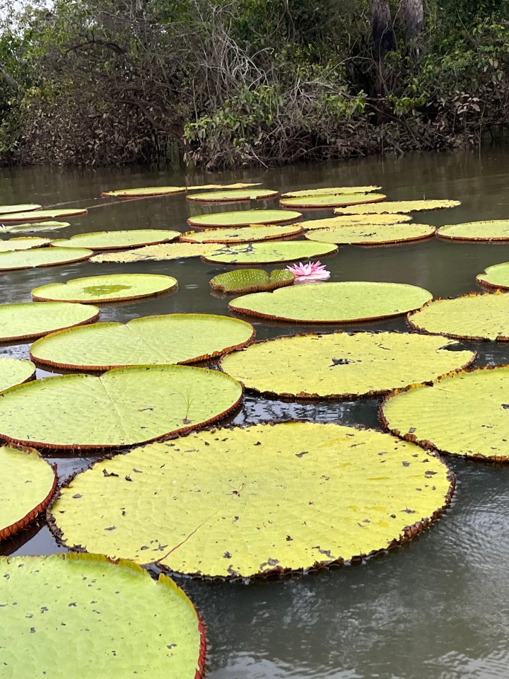 As dusk fell we find ourselves puttering into a lake full of giant water lilies