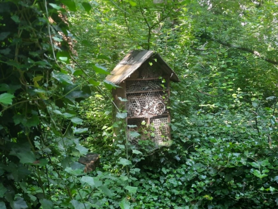 Inside are ladybirds, stag beetles and toads, as well as a bug hotel