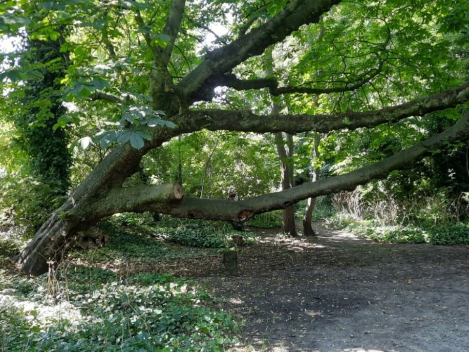 Nature lovers can spot fully mature ash trees