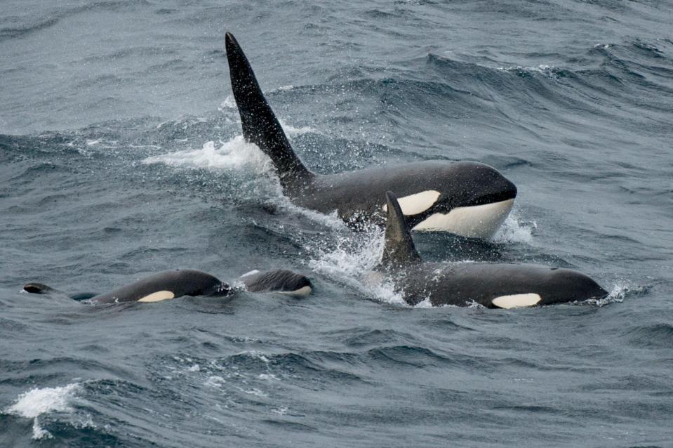 Orcas and dolphins and other cetaceans can be seen in the waters around the islands