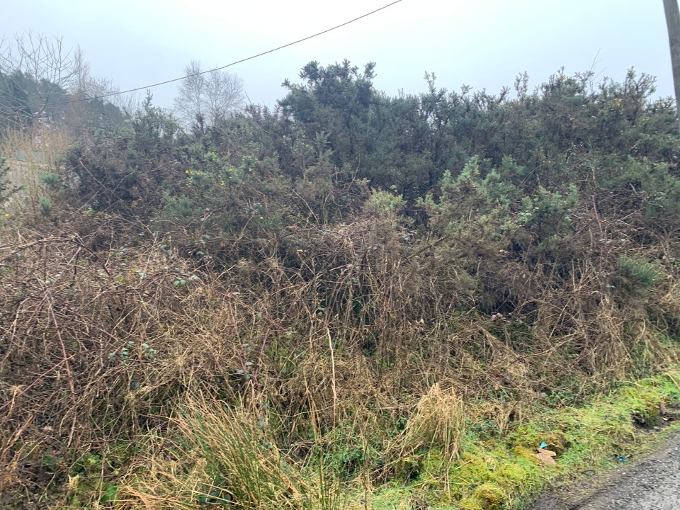 Auctioneers couldn't reach the front door before tackling years of overgrowth