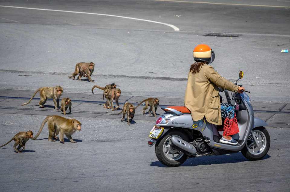 Longtail macaques chase a woman on a scooter in Lopburi