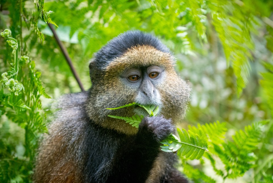 A monkey enjoys a leafy treat in Rwanda's Volcanoes National Park