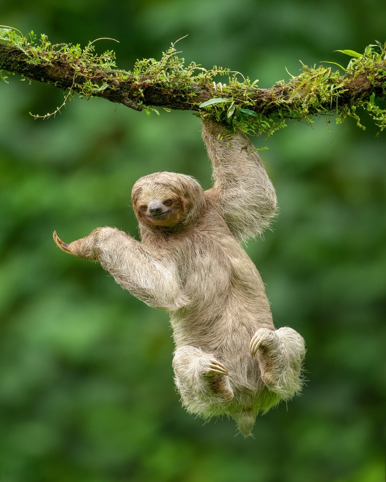 A Costa Rican three-toed sloth waves to the camera