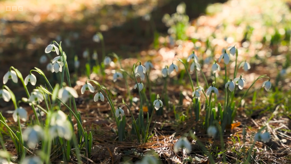 They ventured over to the Colesbourne estate which was one of the best snowdrop displays in the country