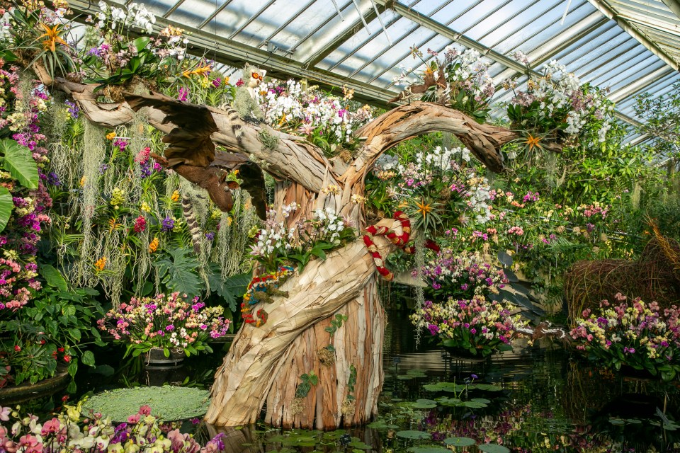 The magnificent orchid display at Kew Gardens