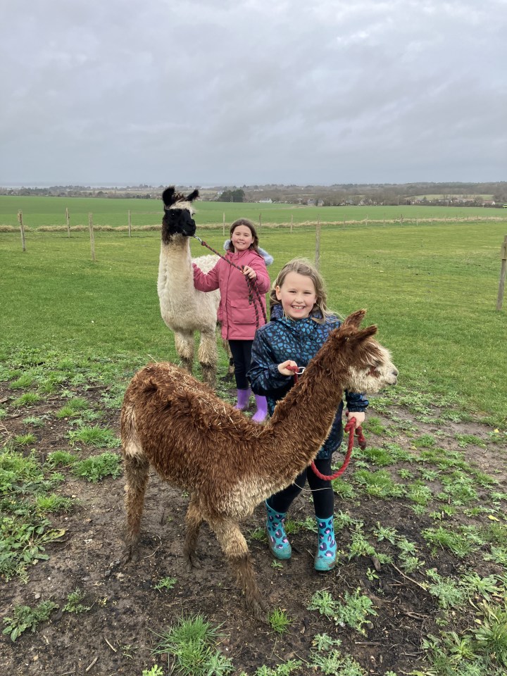 Walk Phoenix the alpaca and their friends