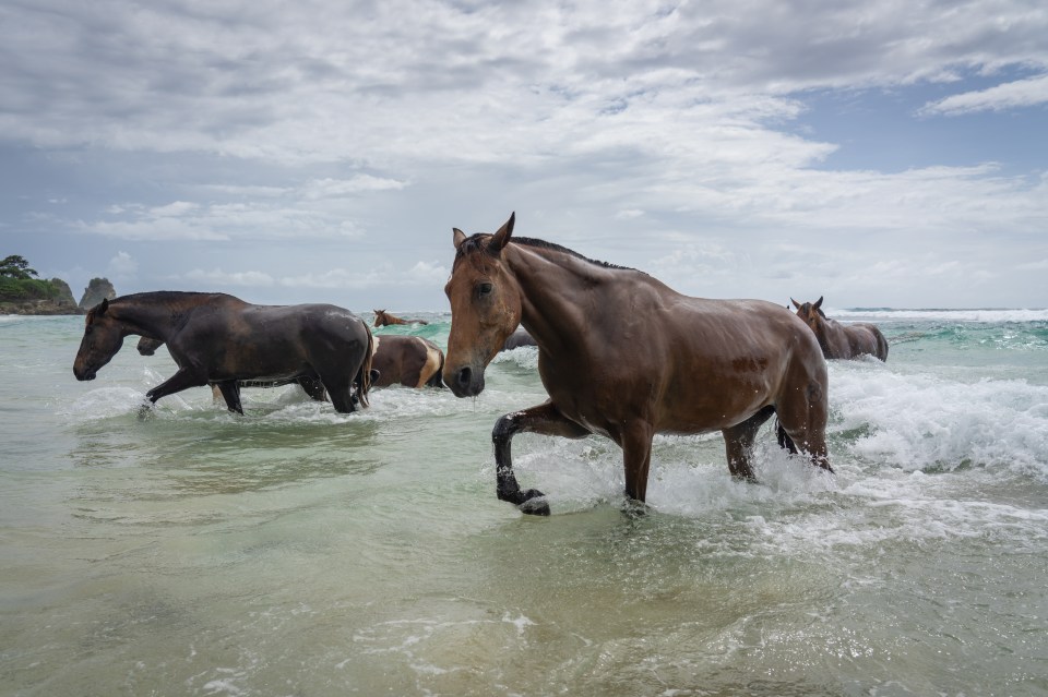 Tourists also come to watch the swimming horses