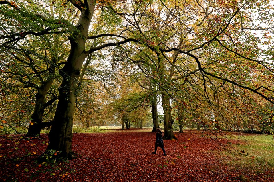 If your tots are nature lovers, then Thetford Forest is teeming with wildlife and plants