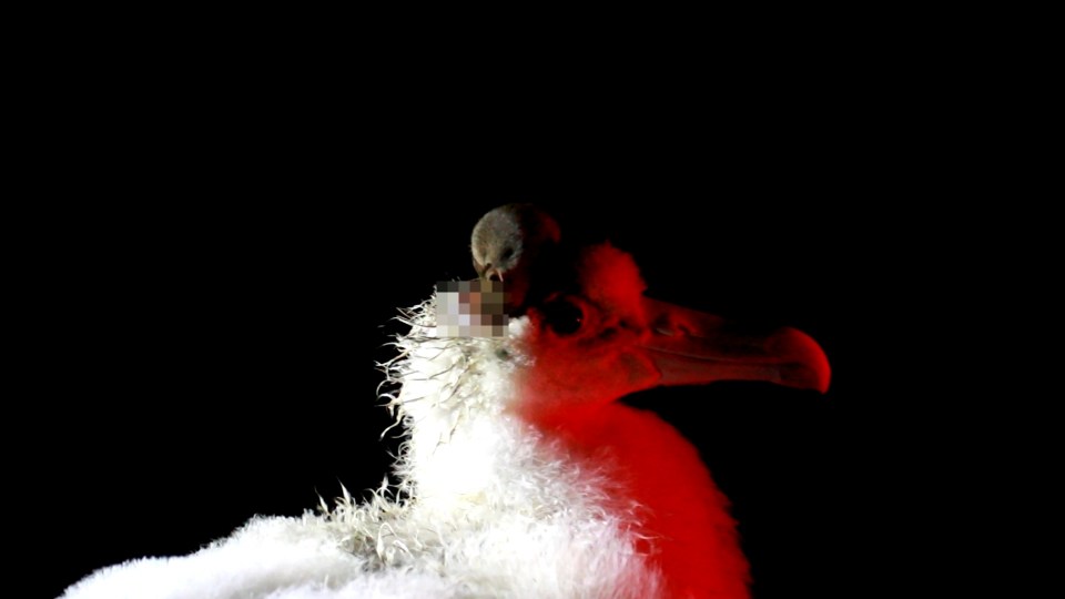 Night footage captures one of the 'zombie mice' in action - scalping a bird